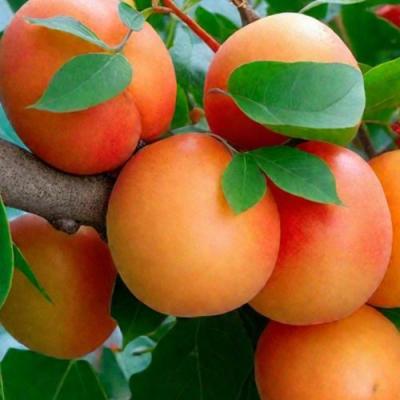 Абрикос в Борисове