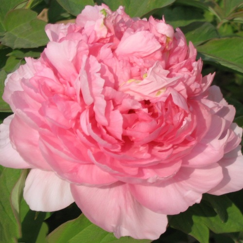 Пион ИМПЕРАТОРСКАЯ НАЛОЖНИЦА древовидный в Борисове