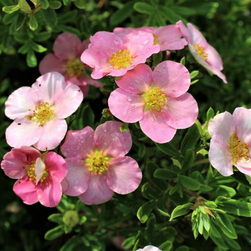 Лапчатка ЛАВЛИ ПИНК кустарниковая в Борисове