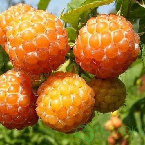 Малина КУМБЕРЛЕНД желтая в Борисове