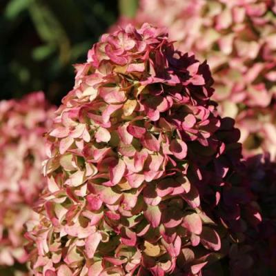 Мэджикал в Борисове