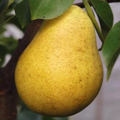 Крупная в Борисове