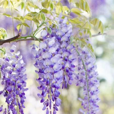 Глициния в Борисове