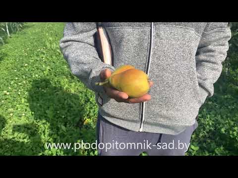 Превью видео