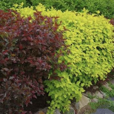 Калинолистный в Борисове