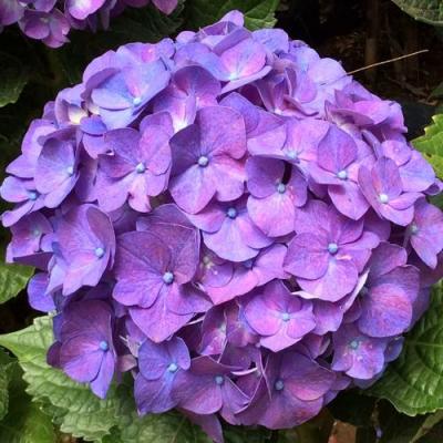 Фиолетовая в Борисове