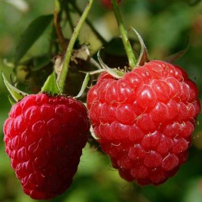 Кустовая в Борисове