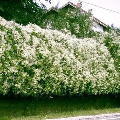 Фаллопия в Борисове