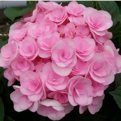 Махровая в Борисове