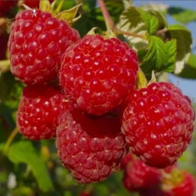 Ранняя в Борисове