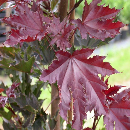 Клен КРИМСОН СЕНТРИ остролистный в Борисове