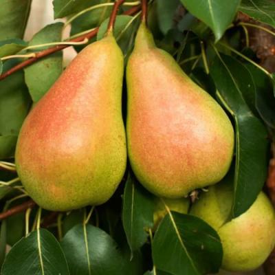 Сладкая в Борисове