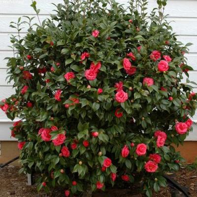 Камелия в Борисове