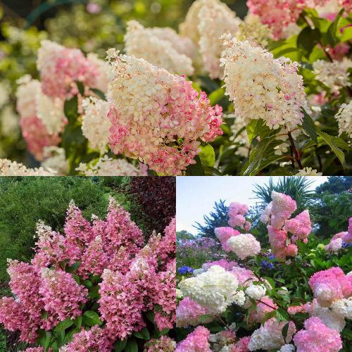 Комплект ЯГОДНОЕ МОРОЖЕНОЕ в Борисове