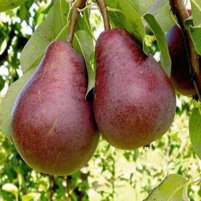 Красная в Борисове