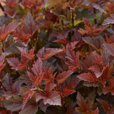 Красный в Борисове