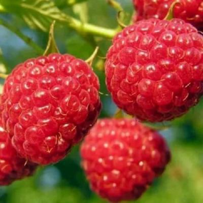 Поздняя в Борисове