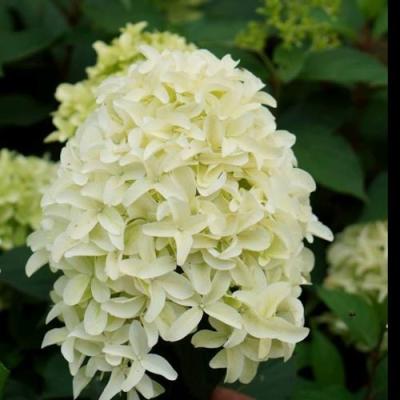 Средние в Борисове