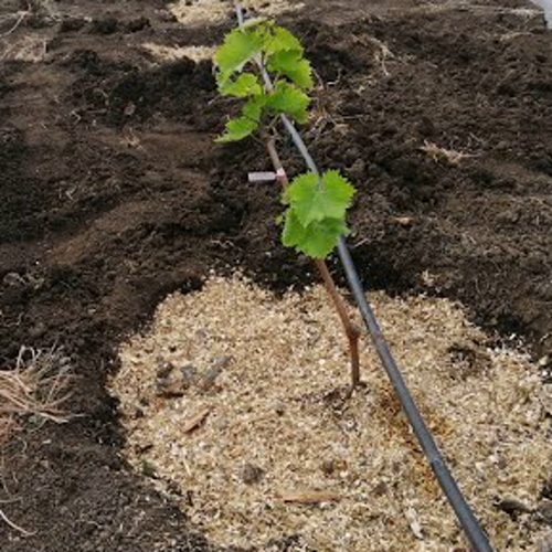 уход за виноградом.jpg