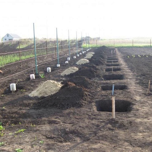 Посадочная яма для винограда.jpg