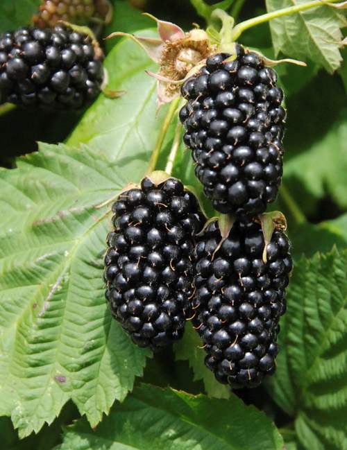 ремонтантная ежевика.jpg