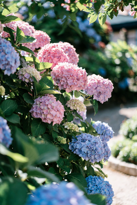 высокая гортензия.png