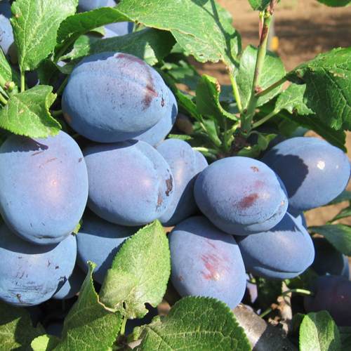 Ранняя слива.jpg