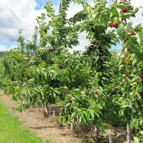 выбор места для посадки черешни.jpg