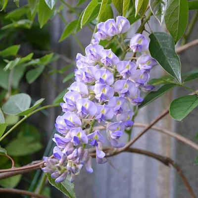 Глициния макростахия БЛЮ МУН в Борисове