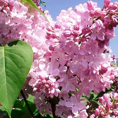 Сирень АДЕЛИНА в Борисове