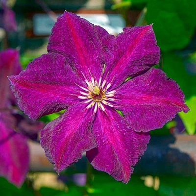 Клематис ГРЮНВАЛЬД в Борисове