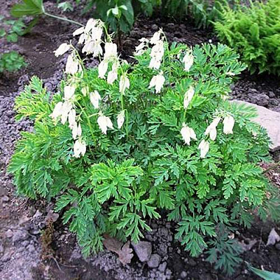 Дицентра красивая АВРОРА в Борисове