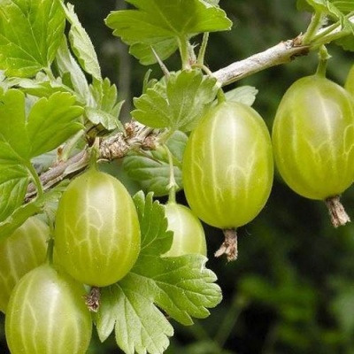 Крыжовник УРАЛЬСКИЙ ИЗУМРУД в Борисове