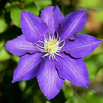 Клематис ЗЕ ПРЕЗИДЕНТ в Борисове