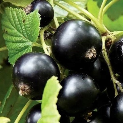 Смородина чёрная ЛЕНТЯЙ в Борисове