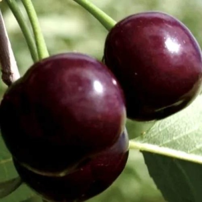 Дюк КСЕНИЯ (ЧЕРЕВИШНЯ) в Борисове