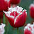 саженцы тюльпана Нью Санта