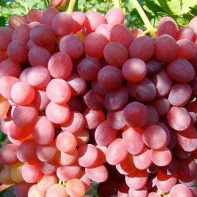Виноград КИШМИШ КРАСНЫЙ в Борисове