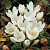 Безвременник АЛЬБУМ осенний в Борисове
