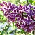 Сирень СЕНСАЦИЯ (привитая) в Борисове