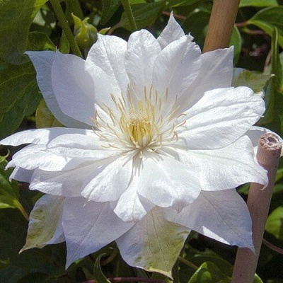 Клематис ДАЧЕСС ОФ ЭДИНБУРГ в Борисове