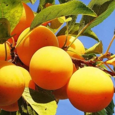 Слива МЕДОВАЯ ЖЁЛТАЯ в Борисове