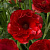 Ранункулюс АИД баттерфляй в Борисове