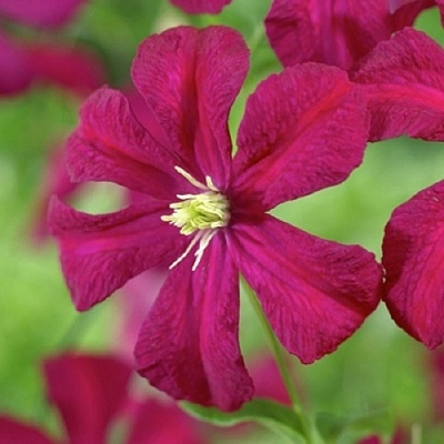 Клематис МАДАМ ДЖУЛИЯ КОРРЕВОН в Борисове