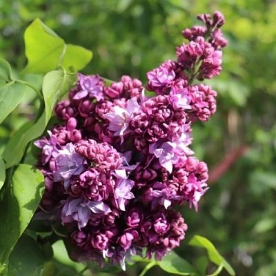 Сирень МАРШАЛ МАЛИНОВСКИЙ в Борисове