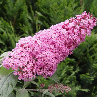 Буддлея давида ПИНК ДЕЛАЙТ в Борисове