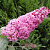 Буддлея давида ПИНК ДЕЛАЙТ в Борисове