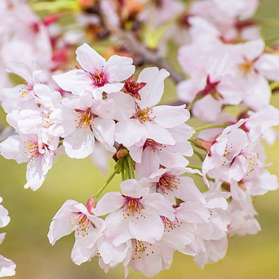 Сакура КОЙО НО МАЙ в Борисове