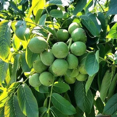 Грецкий орех  ИЗЯЩНЫЙ в Борисове
