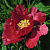 Пион КРАСНЫЙ ЛОТОС древовидный в Борисове
